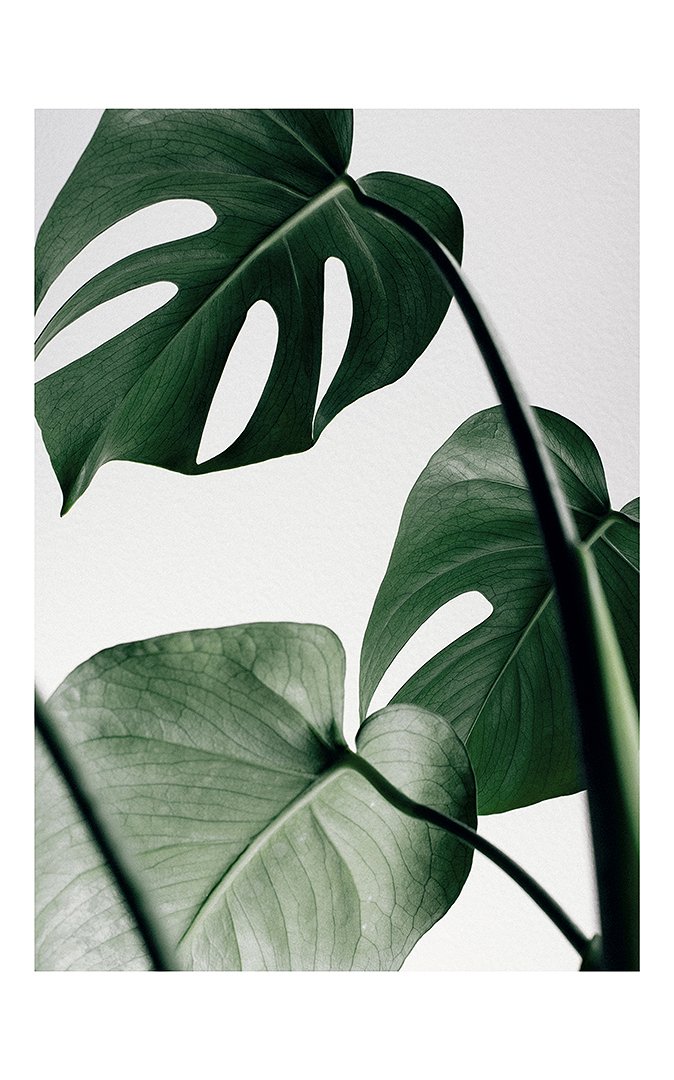 5e7d29db8622f_MONSTERA DELICIOSA 50x70-jpg.jpg